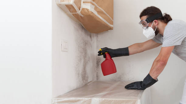 Professional Basement Mold Remediation technician working in Carr, CO