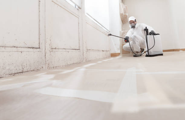 24/7 Emergency Basement Mold Remediation experts in Carr, CO
