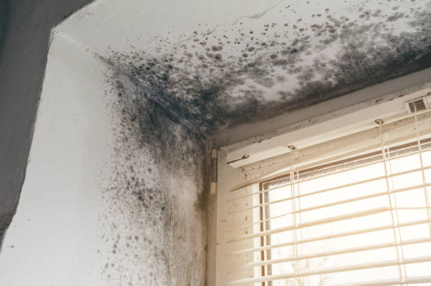 Affordable Basement Mold Remediation solutions in Carr, CO