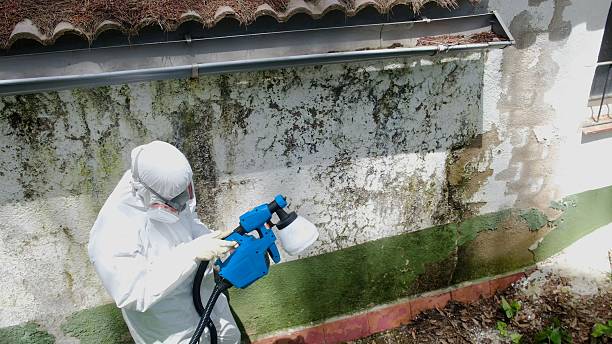 Top rated local Basement Mold Remediation specialists in Carr, CO